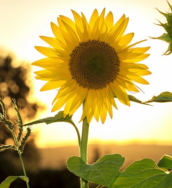 avustaja-pori Henkilökohtainen avustaja Pori - Kun tarvitset apuja